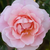 Rose - Ancien rosiers de jardin - Fritz Nobis®